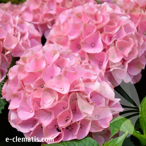 hydrangea-macrophylla-hi-sky.webp