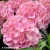 hydrangea-macrophylla-hi-sky.webp