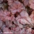 heuchera-fire-chief.webp