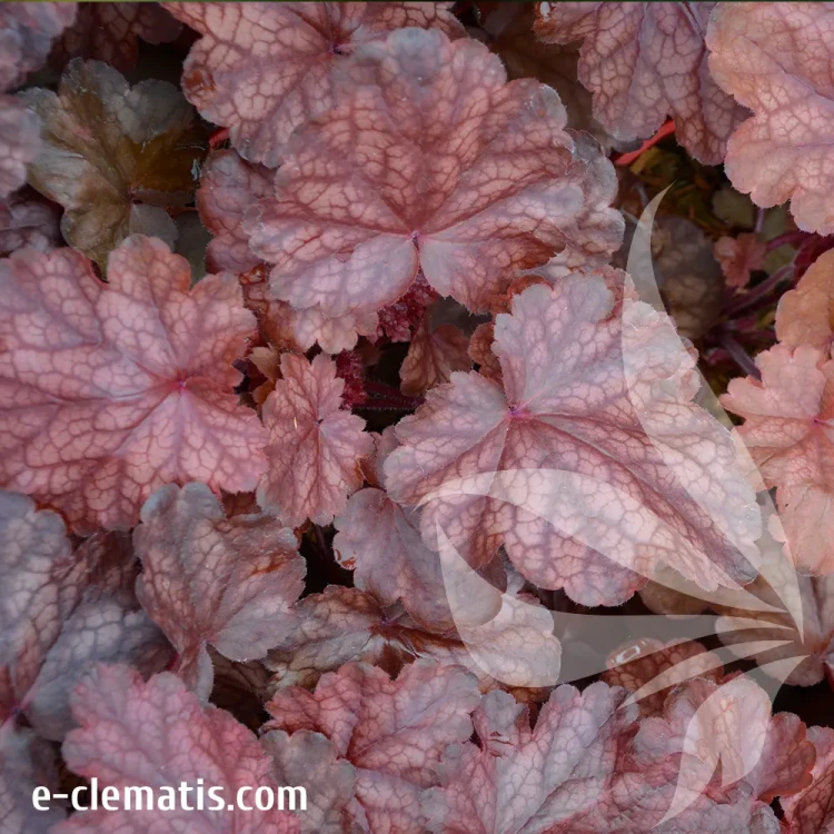 heuchera-fire-chief.webp