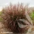 miscanthus-sinensis-lady-in-red-2-e-clematis.webp