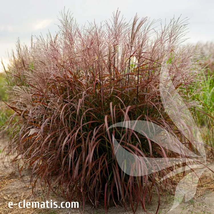 miscanthus-sinensis-lady-in-red-2-e-clematis.webp
