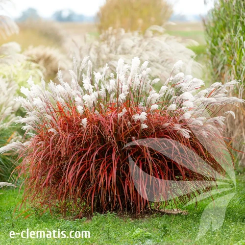 miscanthus-sinensis-lady-in-red-3-e-clematis.webp