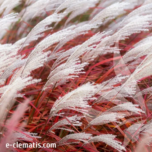 miscanthus-sinensis-lady-in-red-4-e-clematis.webp