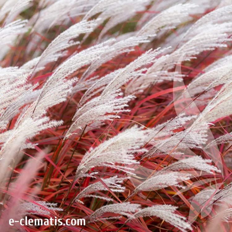miscanthus-sinensis-lady-in-red-4-e-clematis.webp