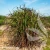 miscanthus-sinensis-lady-in-red-1-e-clematis.webp