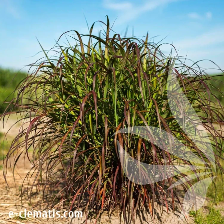 miscanthus-sinensis-lady-in-red-1-e-clematis.webp