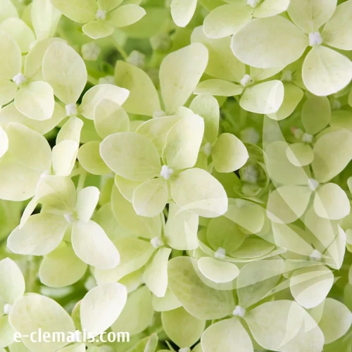 hydrangea-paniculata-magical-lime-sparkle-4-e-clematis.webp
