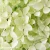 hydrangea-paniculata-magical-lime-sparkle-4-e-clematis.webp