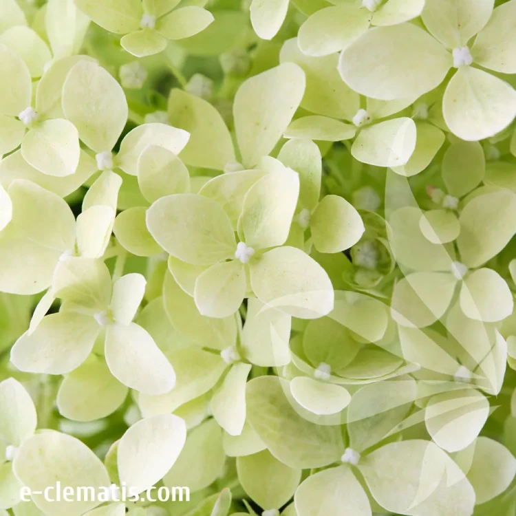 hydrangea-paniculata-magical-lime-sparkle-4-e-clematis.webp