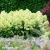 hydrangea-paniculata-magical-lime-sparkle-2-e-clematis.webp