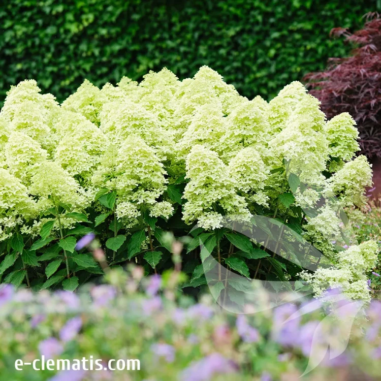 hydrangea-paniculata-magical-lime-sparkle-2-e-clematis.webp
