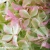 hydrangea-paniculata-magical-lime-sparkle-3-e-clematis.webp