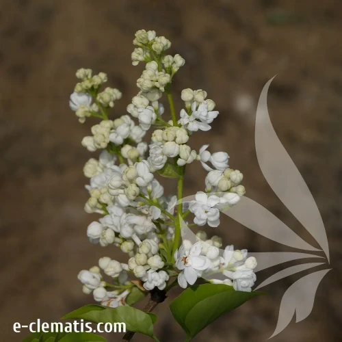 syringa-vulgaris-tribute-to-kolesnikov-1-e-clematis.webp