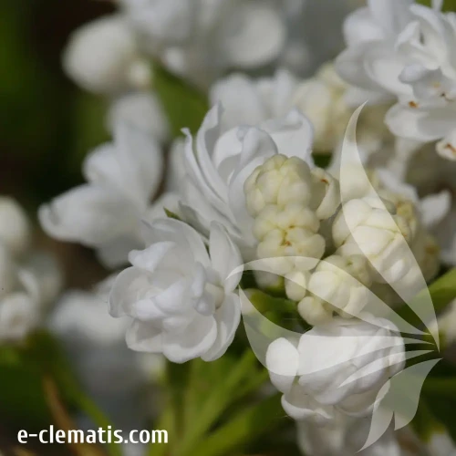syringa-vulgaris-tribute-to-kolesnikov-2-e-clematis.webp