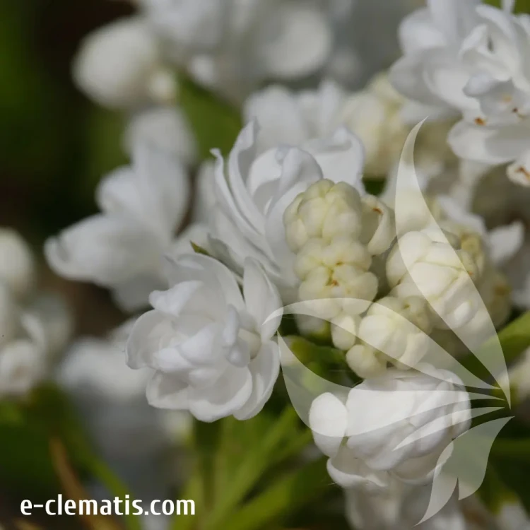syringa-vulgaris-tribute-to-kolesnikov-2-e-clematis.webp