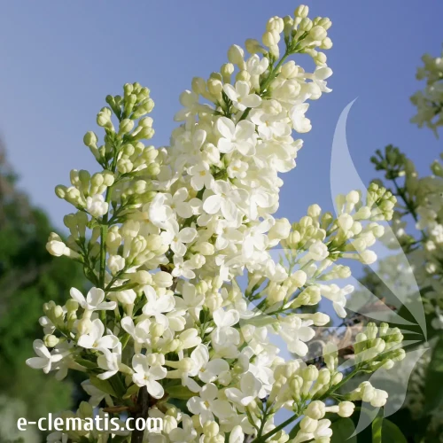 syringa-vulgaris-excellent-1-e-clematis.webp
