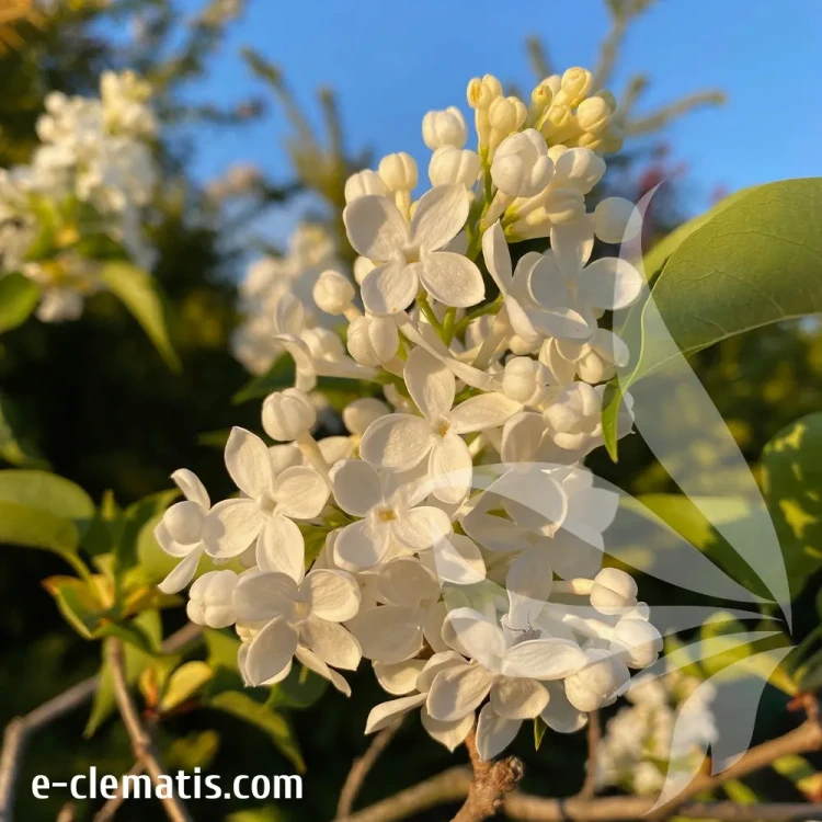 syringa-vulgaris-lebioduszka-1-e-clematis.webp