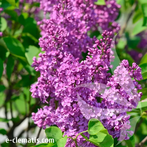 syringa-vulgaris-ludwig-spaeth-3-e-clematis.webp