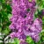 syringa-vulgaris-ludwig-spaeth-3-e-clematis.webp