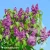 syringa-vulgaris-ludwig-spaeth-1-e-clematis.webp