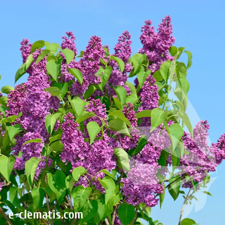 syringa-vulgaris-ludwig-spaeth-1-e-clematis.webp