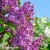 syringa-vulgaris-ludwig-spaeth-2-e-clematis.webp