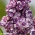 syringa-vulgaris-tribute-to-vavilov-2-e-clematis.webp