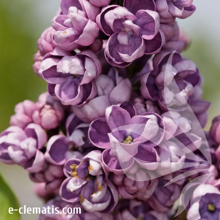 syringa-vulgaris-tribute-to-vavilov-2-e-clematis.webp