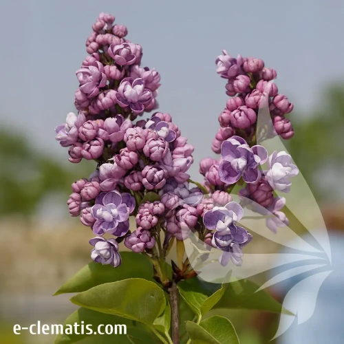 syringa-vulgaris-tribute-to-vavilov-1-e-clematis.webp