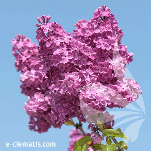 znamya-lenina-1-e-clematis.webp