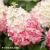 hydrangea-paniculata-living-colourful-cocktail-2-e-clematis.webp