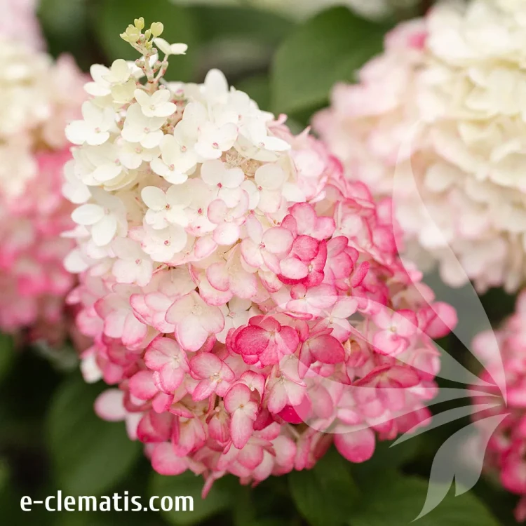 hydrangea-paniculata-living-colourful-cocktail-2-e-clematis.webp
