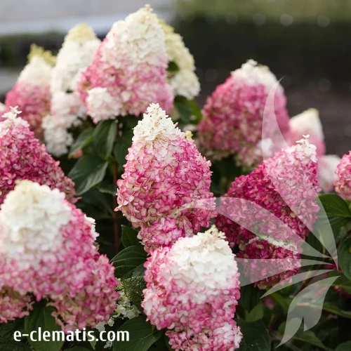 hydrangea-paniculata-living-colourful-cocktail-1-e-clematis.webp
