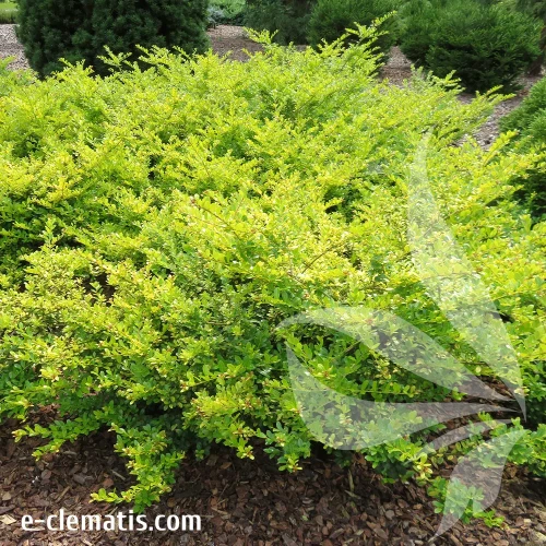 ilex-crenata-golden-gem-1-e-clematis.webp