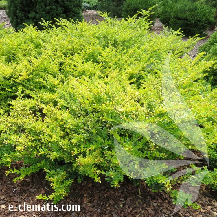 ilex-crenata-golden-gem-1-e-clematis.webp