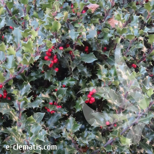 ilex-meserveae-blue-princess-1-e-clematis.webp