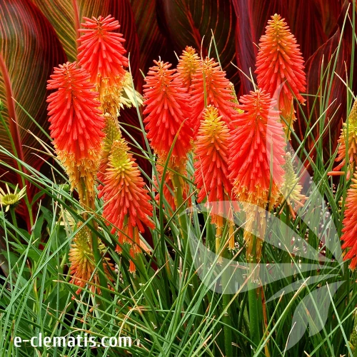 kniphofia-papaya-popsicle-1-e-clematis.webp