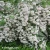 kolkwitzia-amabilis-1-e-clematis.webp