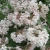 kolkwitzia-amabilis-2-e-clematis.webp
