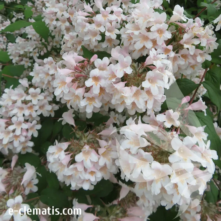 kolkwitzia-amabilis-2-e-clematis.webp