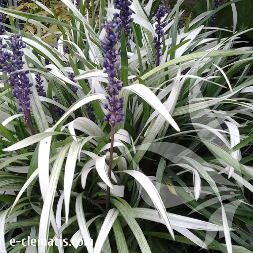 liriope-okina-1-e-clematis.webp