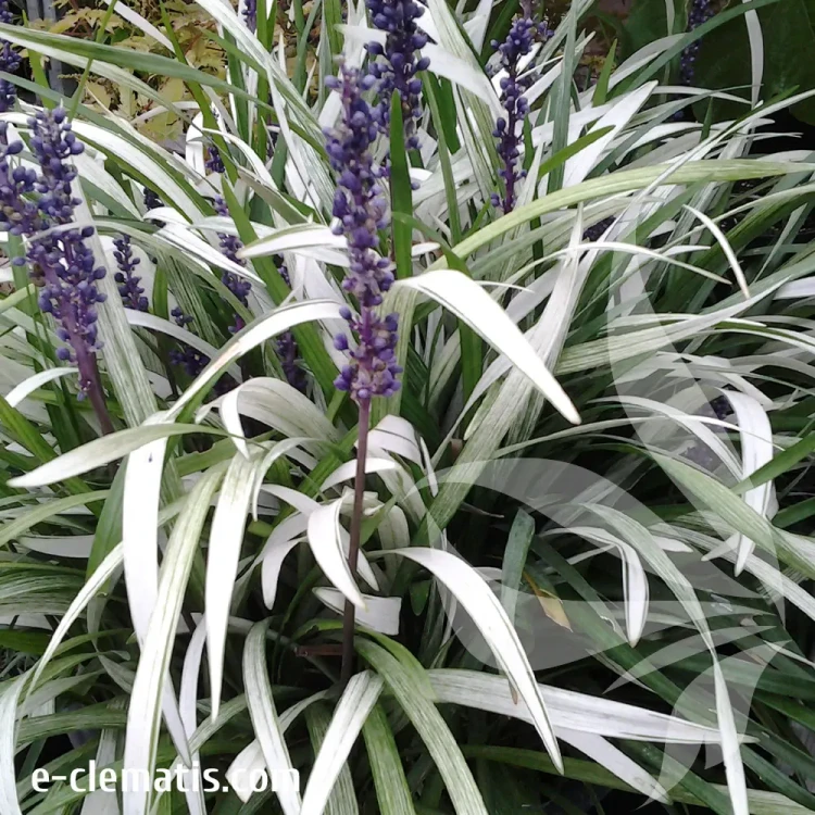liriope-okina-1-e-clematis.webp
