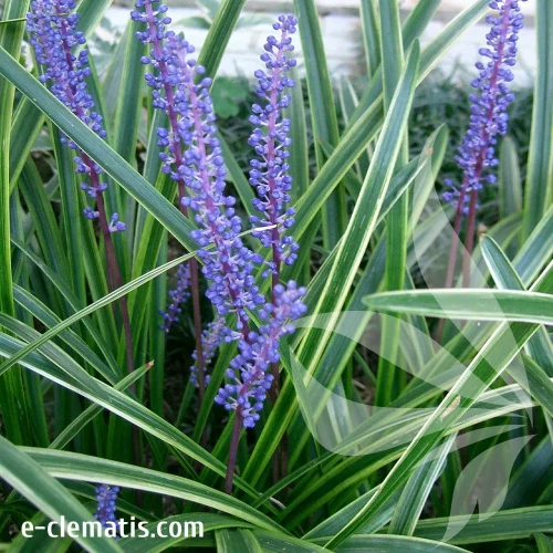liriope-variegata-1-e-clematis.webp