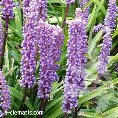 liriope-moneymaker-1-e-clematis.webp