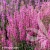 lythrum-hybrida-luminara-hot-pink-3-e-clematis.webp