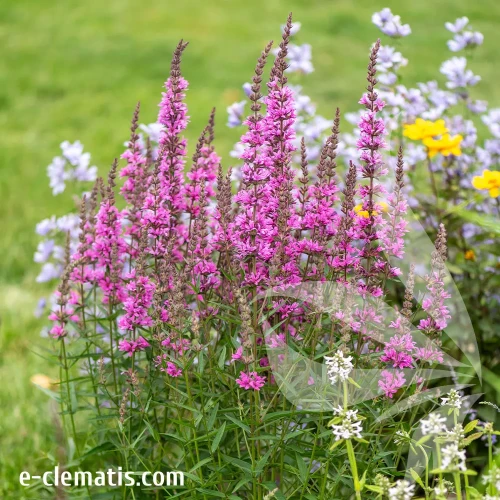 lythrum-hybrida-luminara-hot-pink-1-e-clematis.webp