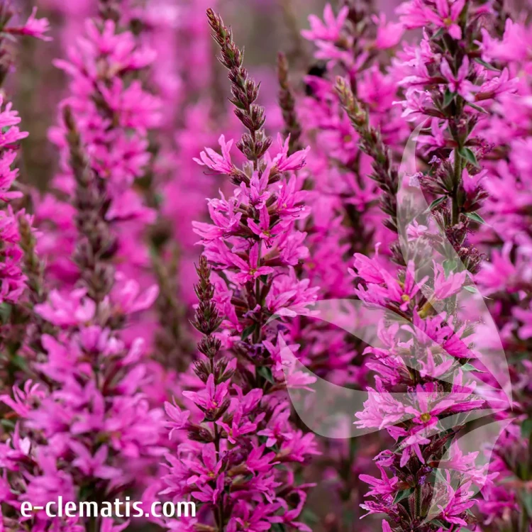 lythrum-hybrida-luminara-hot-pink-2-e-clematis.webp