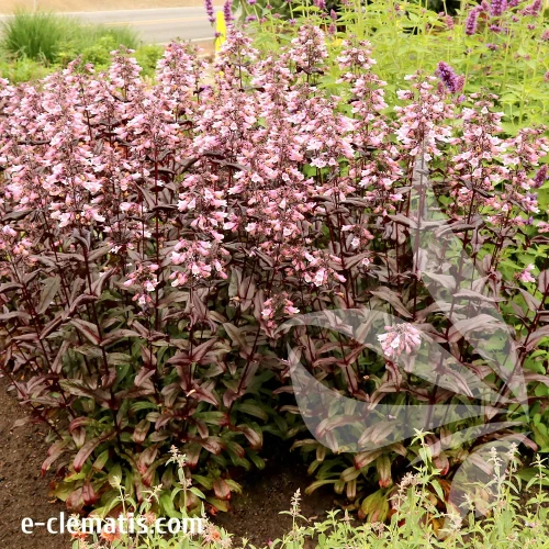 penstemon-dakota-burgundy-2-e-clematis.webp