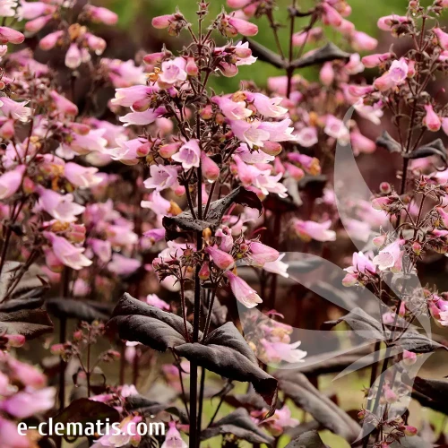penstemon-dakota-burgundy-1-e-clematis.webp